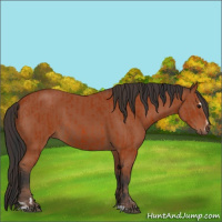 Horse Color:Bay Sabino Rabicano  and Bay Sabino Rabicano 