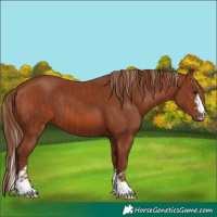 Horse Color:Silver Bay  and Chestnut 