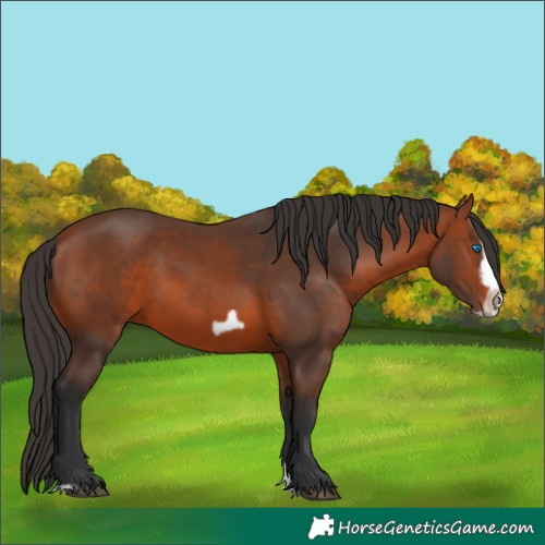 Horse Color:Bay Splash Frame Rabicano 