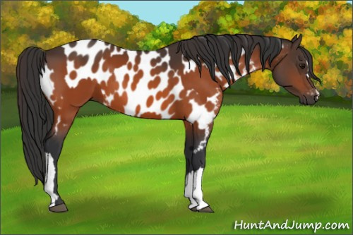 Horse Color:Bay  and Bay Appaloosa 