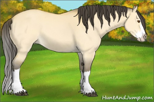 Horse Color:Buckskin Dun Splash