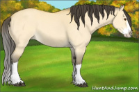 Horse Color:Buckskin Dun Splash 