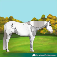 Horse Color:Smoky Black Splash Tobiano Appaloosa 