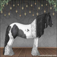 Horse Color:Black Tobiano Rabicano 