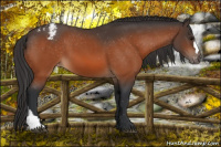 Horse Color:Bay Appaloosa