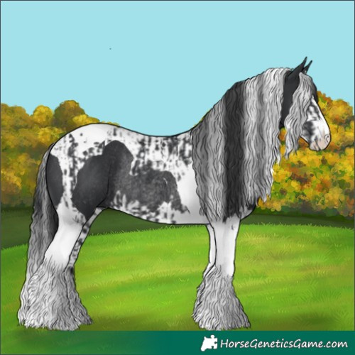 Horse Color:Black Tobiano Rabicano  and Black Splash Tobiano Rabicano 