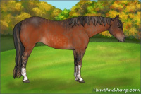 Horse Color:Chestnut  and Bay 