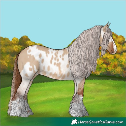 Horse Color:Red Dun  and Red Dun Appaloosa 