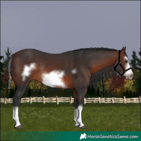 Horse Color:Brown Splash Frame Rabicano 