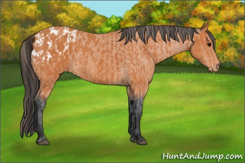 Horse Color:Bay and Bay Appaloosa