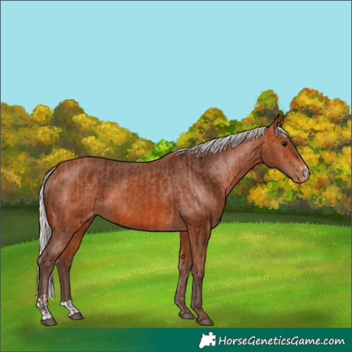 Horse Color:Silver Bay and Silver Bay Appaloosa