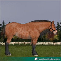 Horse Color:Bay  and Bay Rabicano 