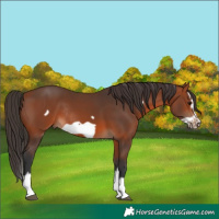Horse Color:Bay Splash Frame Rabicano