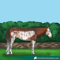 Horse Color:Bay Splash Frame Rabicano  and Bay Splash Frame Rabicano 