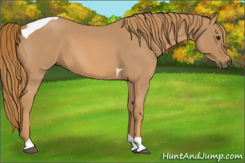 Horse Color:Red Roan Tobiano 