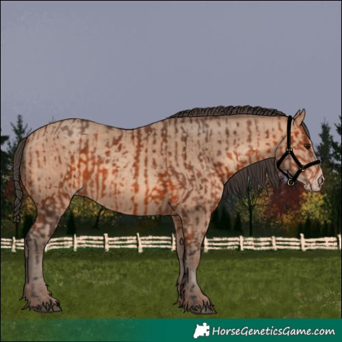 Horse Color:Bay  and Amber Champagne 