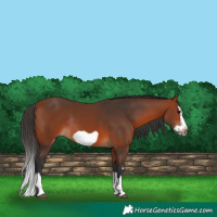 Horse Color:Bay Splash Frame Rabicano 