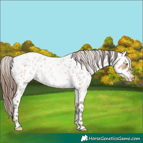 Horse Color:Amber Champagne Roan Appaloosa  and Amber Champagne Roan Appaloosa 