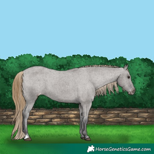 Horse Color:Smoky Grullo Varnish 