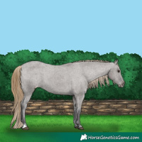 Horse Color:Smoky Grullo Varnish 