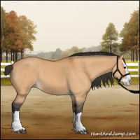 Horse Color:Bay Dun Splash 