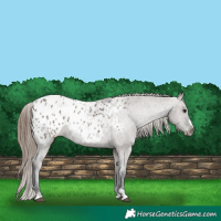 Horse Color:Grullo Appaloosa 