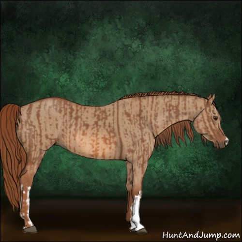 Horse Color:Chestnut  and Red Dun 