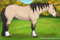 Horse Color:Bay Dun Splash 