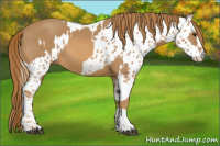 Horse Color:Chestnut  and Chestnut Appaloosa 