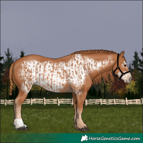 Horse Color:Chestnut  and Chestnut Frame 