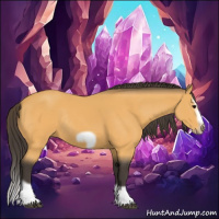 Horse Color:Buckskin Splash Frame Rabicano 