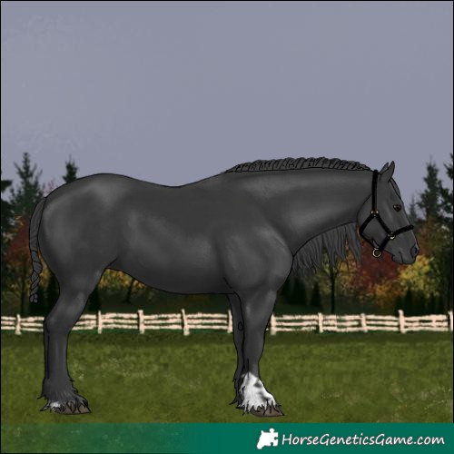 Horse Color:Black  and Black 
