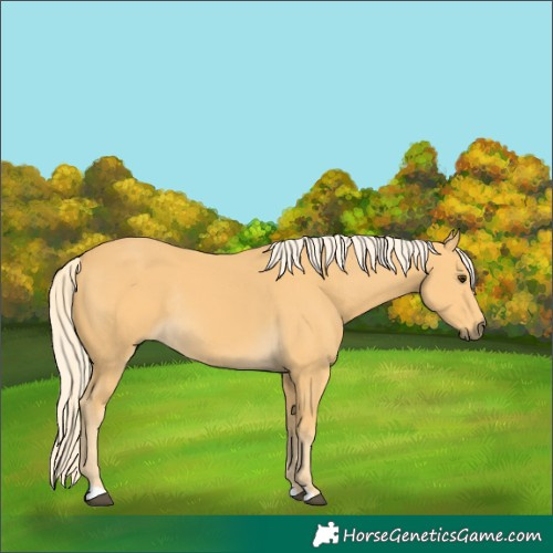 Horse Color:Palomino Rabicano 