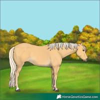 Horse Color:Palomino Rabicano 