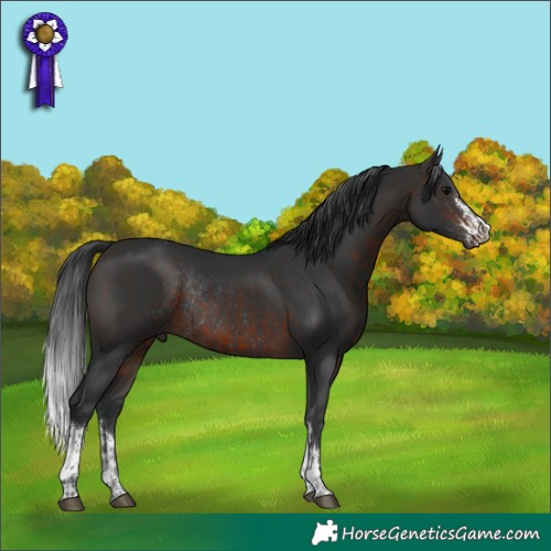 Horse Color:Bay Tobiano Rabicano  and Brown Rabicano 