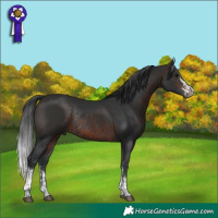 Horse Color:Bay Tobiano Rabicano  and Brown Rabicano 