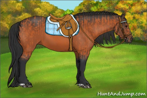 Horse Color:Bay and Bay