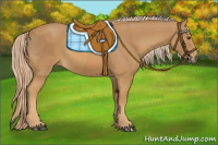 Horse Color:Chestnut  and Chestnut 
