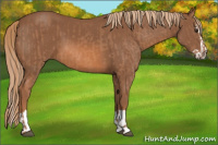 Horse Color:Chestnut  and Chestnut Splash 