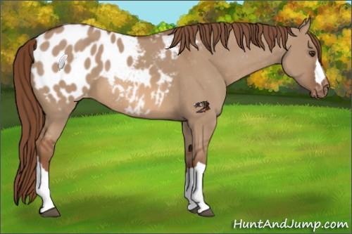 Horse Color:Red Dun Appaloosa