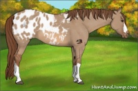 Horse Color:Red Dun Appaloosa 