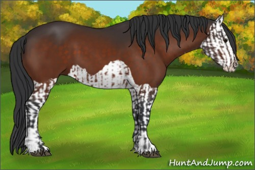 Horse Color:Brown and Brown Splash