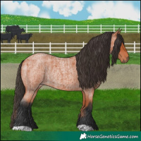 Horse Color:Bay Roan  and Bay Roan 