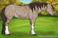 Horse Color:Liver Red Dun  and Liver Red Dun 
