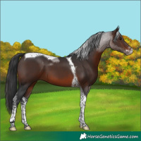 Horse Color:Brown Sabino Tobiano 