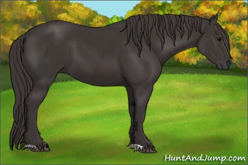 Horse Color:Smoky Black  and Smoky Black 