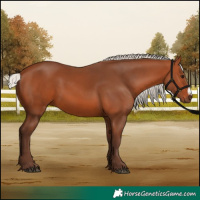 Horse Color:Silver Bay Frame 
