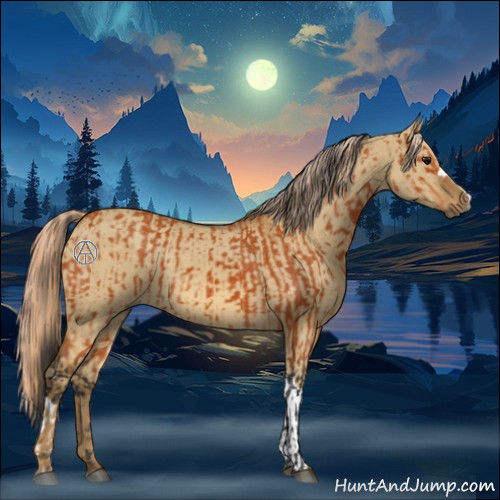 Horse Color:Bay  and Chocolate Palomino Dun 