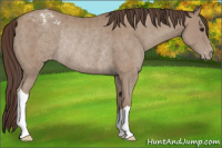 Horse Color:Classic Champagne Appaloosa Rabicano 