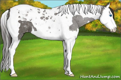 Horse Color:Grullo Splash Tobiano Appaloosa 